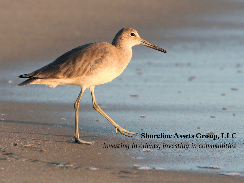 dowitcher